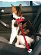 Bezpečnostní postroj do auta pro kočku 20-50 cm Trixie